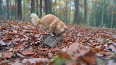 Köpek sonbahar ormanını keşfederken genç Chihuahua bir ağaç kütüğüne takılıp tökezliyor. Etkilenmeyen yavru, canlı ve yapraklarla kaplı çevresini koklamaya ve araştırmaya devam ediyor..