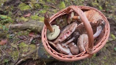 Kamera büyük, yenilebilir mantarlarla dolu bir hasır sepetin üzerinde sorunsuzca süzülüyor. Sonbahar ormanı ortamında, lezzetler kırsal ve gurme bir dokunuş ekliyor..