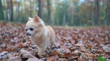Genç Chihuahua merakla bir sonbahar ormanında geziniyor, düşen yaprakların üzerinden geçiyor. Video, renkli bir ağaç kütüğünü koklamak için duran yavruyu çekiyor..
