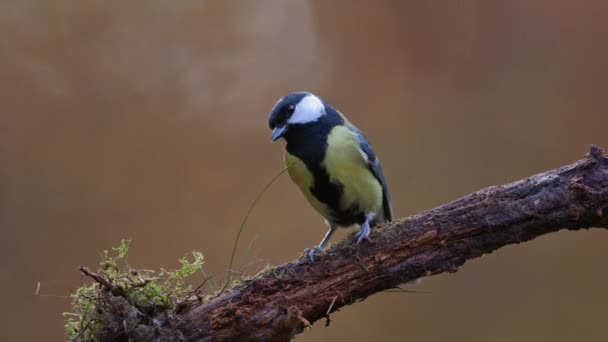 Detailed View Great Tit Parus Major Perched Twig Bird Surveys — Vídeo de Stock