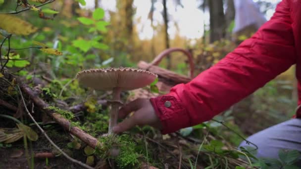 Egy Nyugodt Őszi Erdőben Egy Napernyőgomba Macrolepiota Procera Ragadja Meg — Stock videók