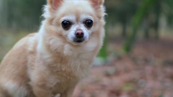 クローズアップショット 黒い目を持つ若くて愛らしいチワア 子犬のかわいい顔はその背後にある鮮やかな秋の森によって強調されています — ストック動画
