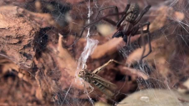 冷たいスローモーションビデオは 巨大なハウスクモ エラティジェナ ケニカ がその牙をクリケットに沈めていることを示しています 鳥の目から捉えられた映像は 不気味で魅力的です — ストック動画