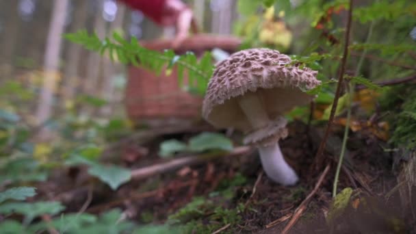 一种带浅层场的伞状蘑菇 巨藻属 一只觅食者把篮子放在后面 模糊了 一只穿着红色夹克的手伸进去把蘑菇拔出来 — 图库视频影像