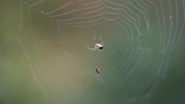 Pohled Zblízka Malého Zahradního Pavouka Araneus Diadematus Který Houpe Větru — Stock video