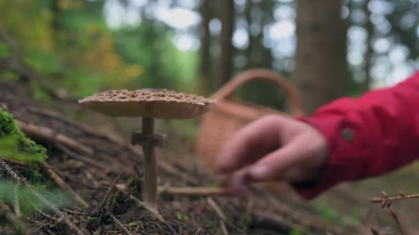 Hand Gently Picks Parasol Mushroom Macrolepiota Procera Hidden Amongst Grass — Stock Video