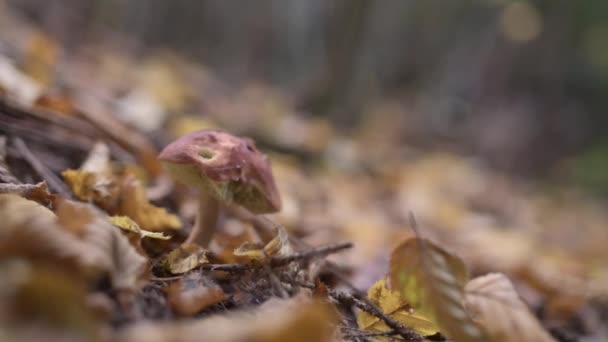 录像显示了一个小松露 Boletus Pinophilus 它蜷缩在一个黄色的秋天树叶的茂密的床上 一只手伸了进去 举起了蘑菇 — 图库视频影像