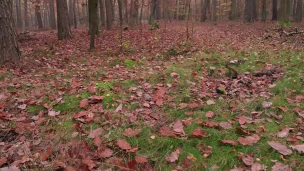 Ormanın Zemininden Başlayıp Gökyüzüne Tırmanarak Sonbaharda Yaprak Döken Bir Ormanın — Stok video