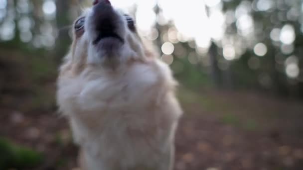 Bir Chihuahua Nın Yakın Çekimi Köpek Kameraya Bakışını Sabitlemeden Önce — Stok video