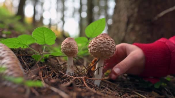 Fogdares Hand Plockar Skickligt Två Parasollsvampar Macrolepiota Procera Från Skogsmarken — Stockvideo