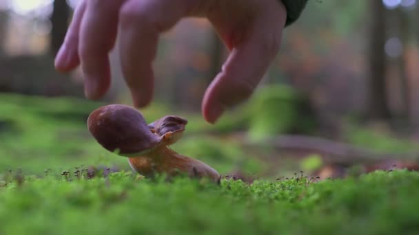 在一片生机勃勃的秋天森林里 有一株盘根蘑菇的特写镜头 一只觅食者的手小心翼翼地伸进画框里去采摘蘑菇 — 图库视频影像