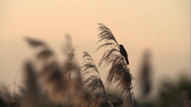 Captured Twilight Savi Warbler Locustella Luscinioides Emits Its Distinct Calls — Stock Video