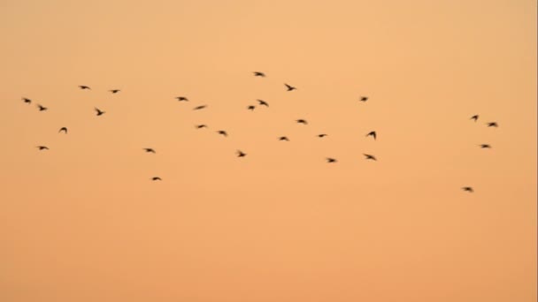 Bir Kuş Sürüsünün Gün Batımından Sonra Pastel Pembe Gökyüzüne Doğru — Stok video