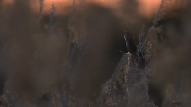 サヴィのウォーバーラー ロッカステラシニオイド の電気的な詳細は 輝く日没の背景にメロディーを帯びているため 焦点を当てています — ストック動画