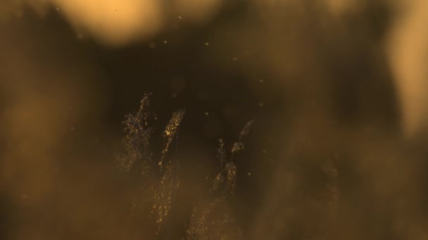 Безтурботний Вигляд Комах Висять Навколо Очерету Виділений Теплим Золотим Сяйвом — стокове відео