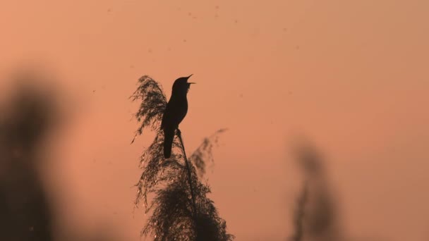 在轮廓中捕捉到萨维莺 Locustella Luscinioides 难以捉摸的优雅 在黄昏时映衬着超现实的粉红天空 — 图库视频影像