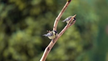 Captured in slow motion, two young great tits (Parus major) sit on a thick branch, flapping their wings and calling for their parents. A lush tree serves as the backdrop before they fly off.