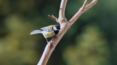 Captured in slow-motion, an adult great tit (Parus major) scans the surroundings before taking flight. An avian moment frozen in time.