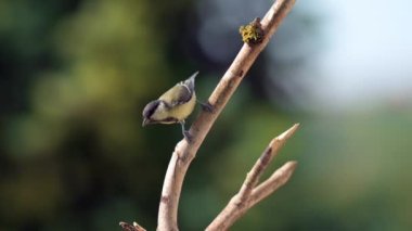 In slow-motion, a young great tit (Parus major) gazes around before taking its fledgling flight. A tender moment in nature.