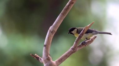 A juvenile great tit (Parus major) perches on a branch, diligently attempting to crack open a sunflower seed with its beak.