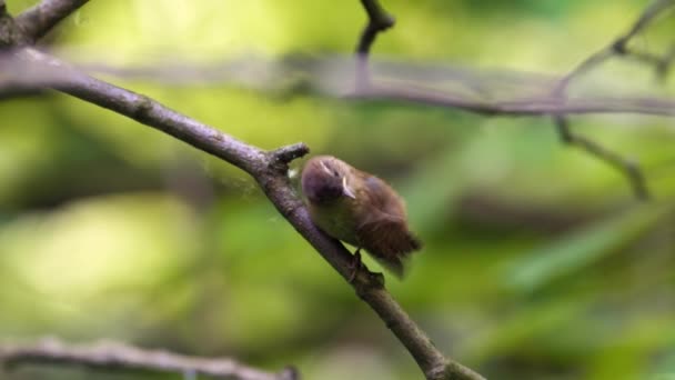 Juvenile Eurasian Wren Troglodytes Troglodytes Perches Branch Chirping Call Its — Stock Video