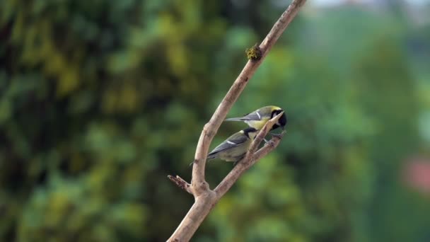 Juvenile Great Tit Parus Major Perches Branch Slow Fluttering Its — Αρχείο Βίντεο