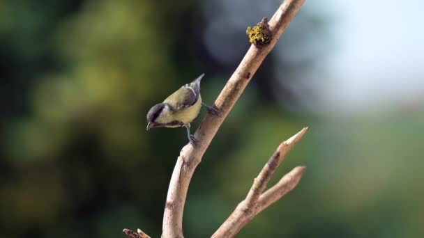 Slow Motion Young Great Tit Parus Major Gazes Taking Its — Video Stock