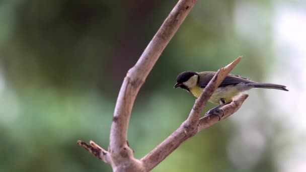 Juvenile Great Tit Parus Major Perches Branch Diligently Attempting Crack — Stockvideo