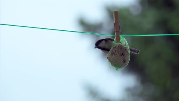 Great Tit Parus Major Hangs Suet Ball Eagerly Pecking Away — 图库视频影像