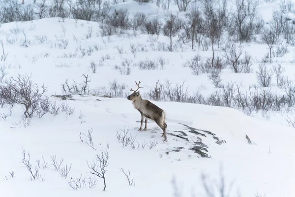 Cervo Nella Natura Innevata Nel Tromso — Foto Stock