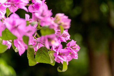 Bougainvillea çiçek ağaç üzerinde