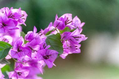 Bougainvillea çiçek ağaç üzerinde