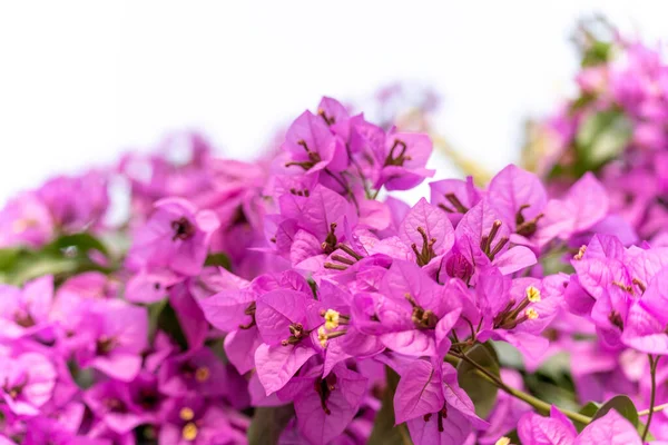 Bougainvillea Flower Tree — Stock Photo, Image