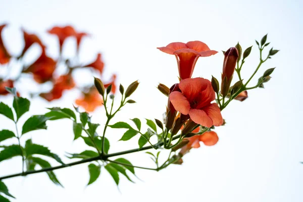 Popínavé Rostliny Květ Stromě — Stock fotografie