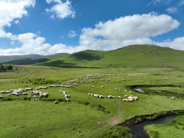Dağların, yaylaların ve koyunların hava manzarası.