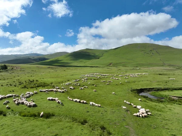 stock image aerial view of mountains plateau and meanders with sheeps