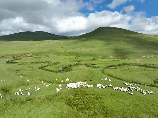 Letecký Pohled Náhorní Plošinu Meandry Ovcemi — Stock fotografie