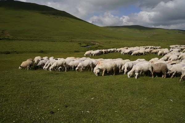 Schafe Auf Hochebenen — Stockfoto