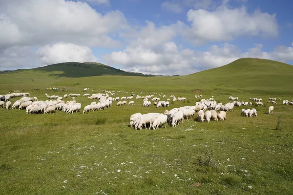 Schafe Auf Hochebenen — Stockfoto