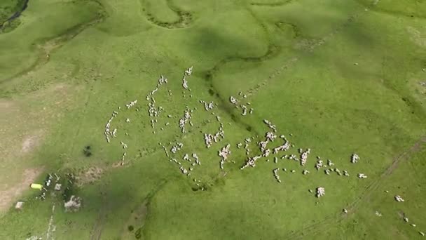 Повітряний Вид Вівці Плато Річці Янма — стокове відео