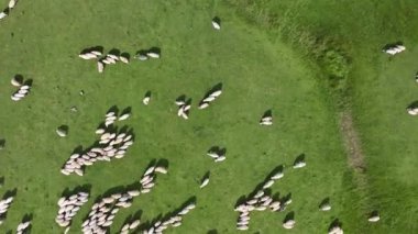 Platoda ve nehir kıyısında havadan izlenen koyunlar.