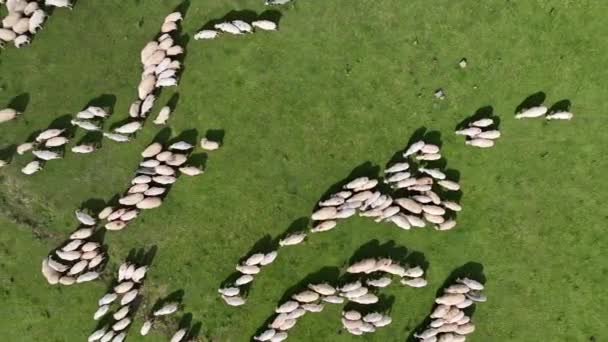 Platoda Nehir Kıyısında Havadan Izlenen Koyunlar — Stok video
