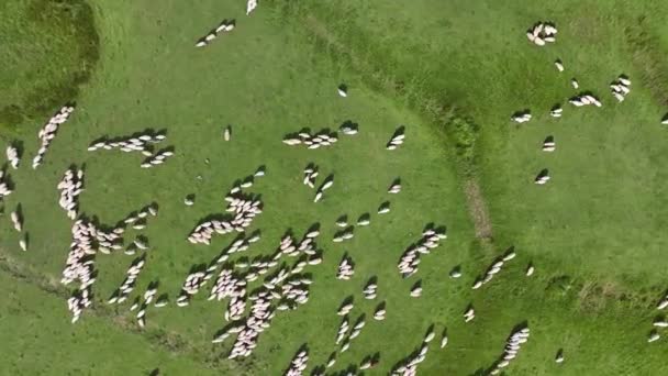 Platoda Nehir Kıyısında Havadan Izlenen Koyunlar — Stok video