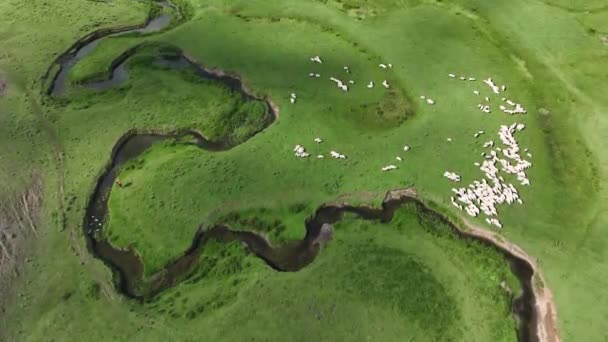 Hava Manzaralı Plato Kıvrımlı Nehirler Koyunlar Güzel Doğa Bulutlu Gökyüzünde — Stok video