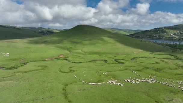 Luchtfoto Plateau Meander Rivieren Schapen Prachtige Natuur Bewolkte Hemel — Stockvideo