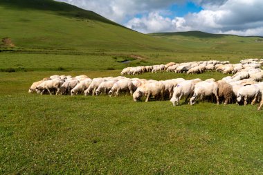 Koyunlar yaylalarda, bulutlar gökyüzünde
