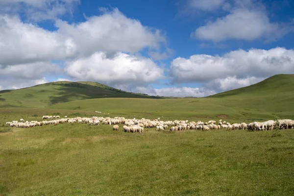 Πρόβατα Στο Οροπέδιο Σύννεφα Στον Ουρανό — Φωτογραφία Αρχείου