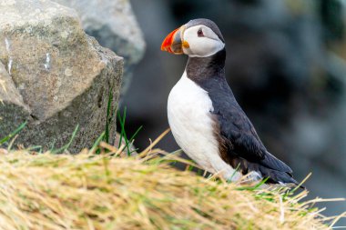 Atlantik martısı (