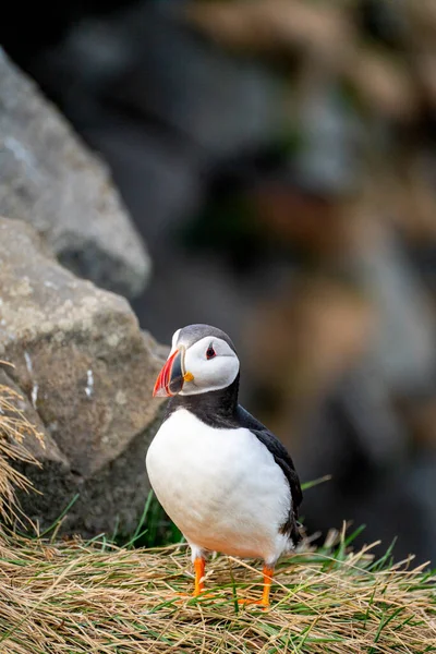 The Atlantic puffin (Fratercula arctica), also known as the common puffin, is a species of seabird in the auk family. It is the only puffin native to the Atlantic Ocean. This is Iceland puffin.