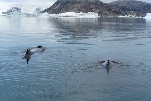 北冰洋绿地的座头鲸 — 图库照片